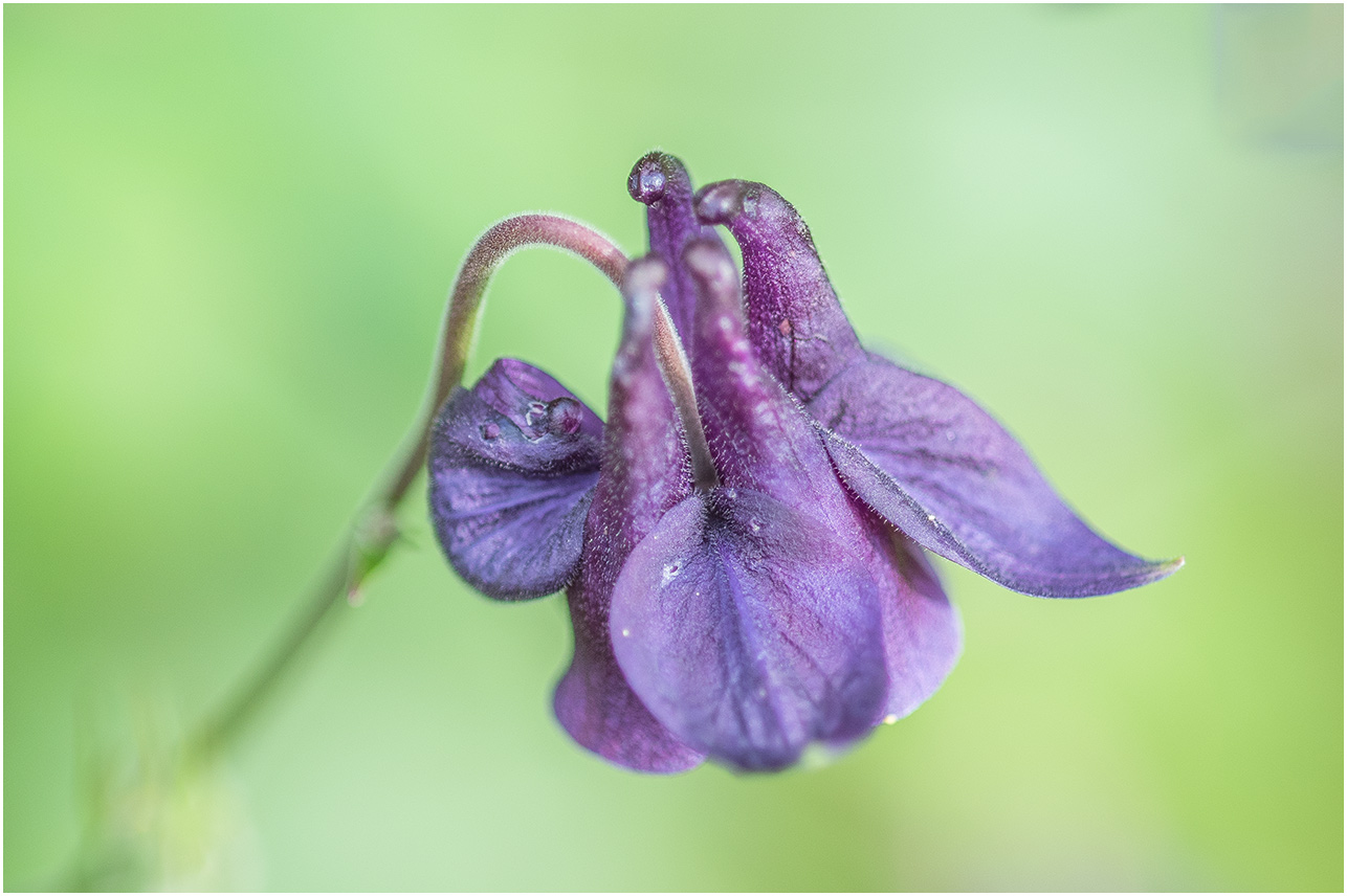 Akelei Foto & Bild | natur Bilder auf fotocommunity