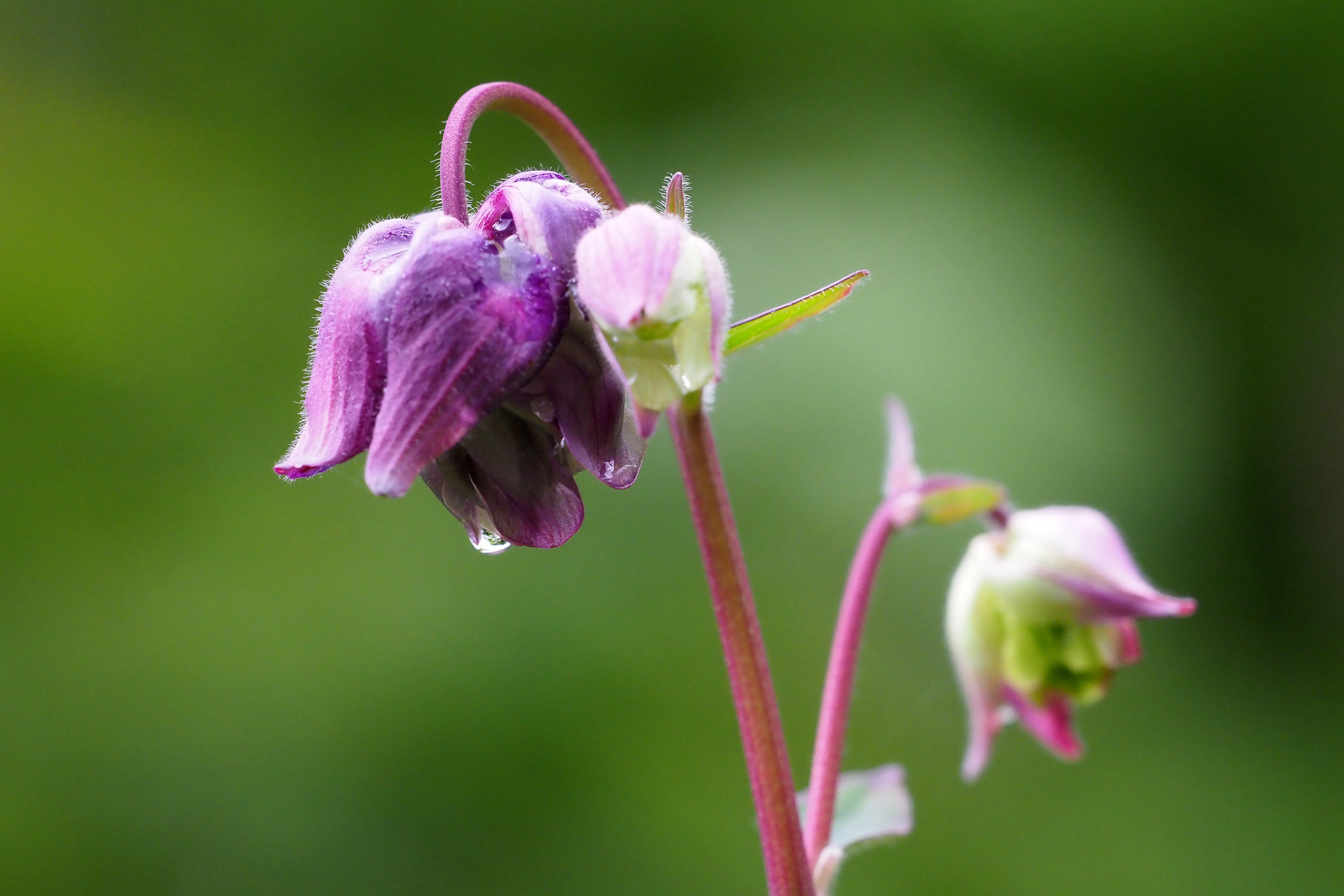 akelei ? Foto & Bild | natur, blumen Bilder auf fotocommunity