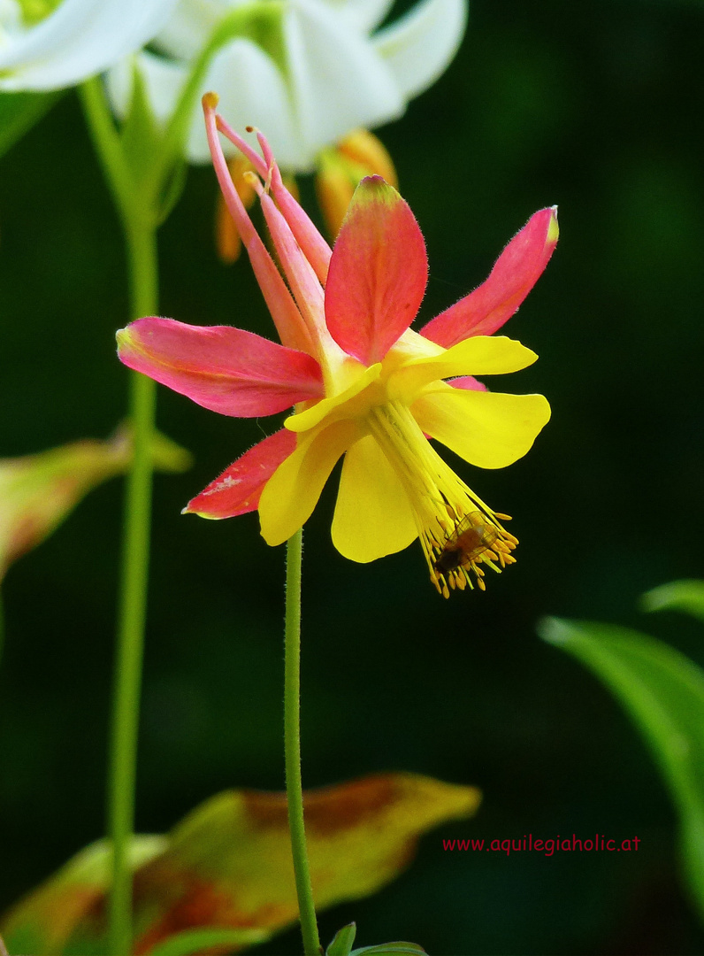 Akelei, Akkelei, Akelai, Agelei, Ackelei -arme Aquilegia x chaplinei lass dich nicht ärgern!