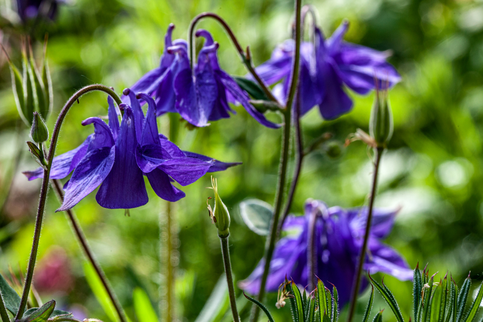 Akelei am Wegrand Foto & Bild pflanzen, pilze & flechten, blüten