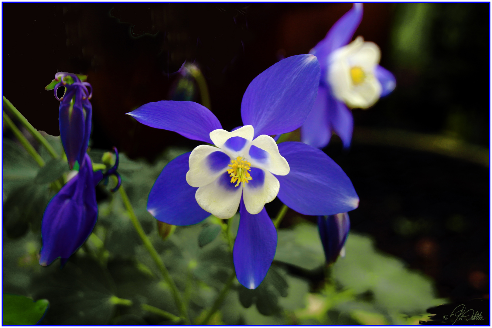 Akelei  (Aquilegia)