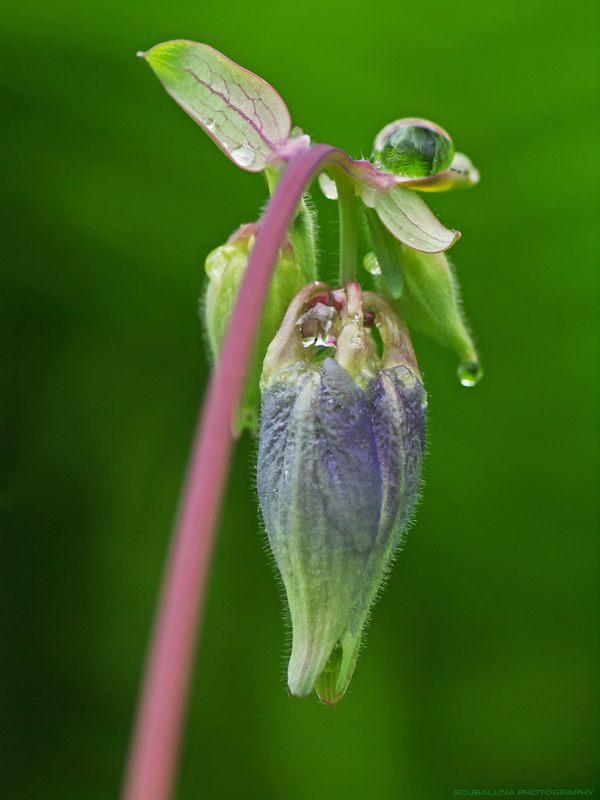 Akelei (Aquilegia)