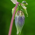 Akelei (Aquilegia)