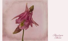 Akelei ~ Aquilegia...