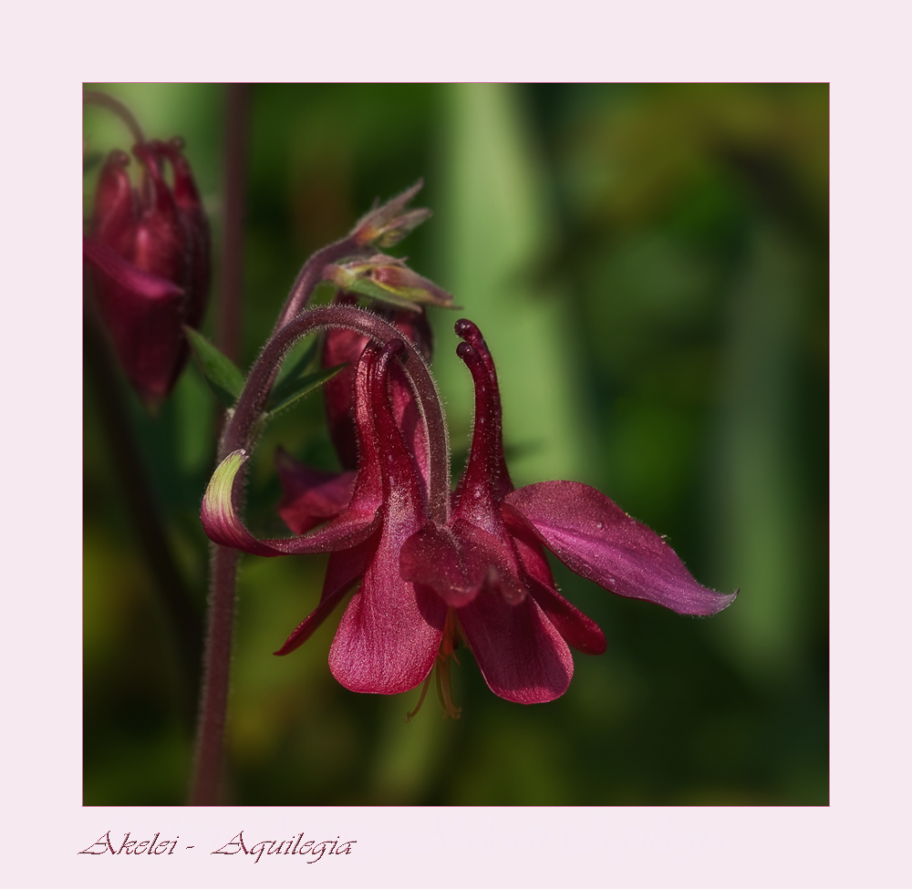 Akelei - Aquilegia...