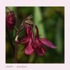 Akelei - Aquilegia...