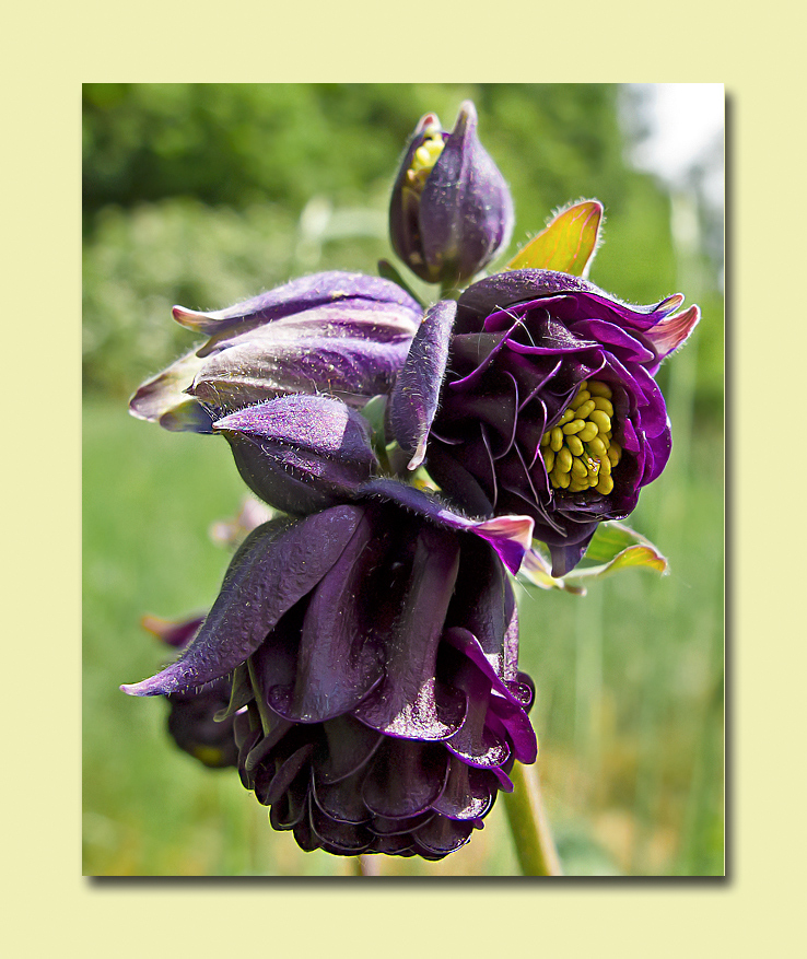 Akelei ( Aquilegia-atrata )