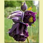 Akelei ( Aquilegia-atrata )