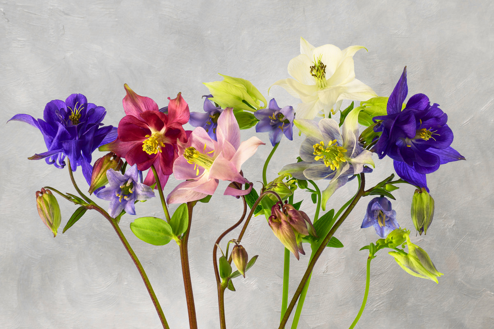 Akelei  (Aquilegia) 