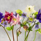 Akelei  (Aquilegia) 