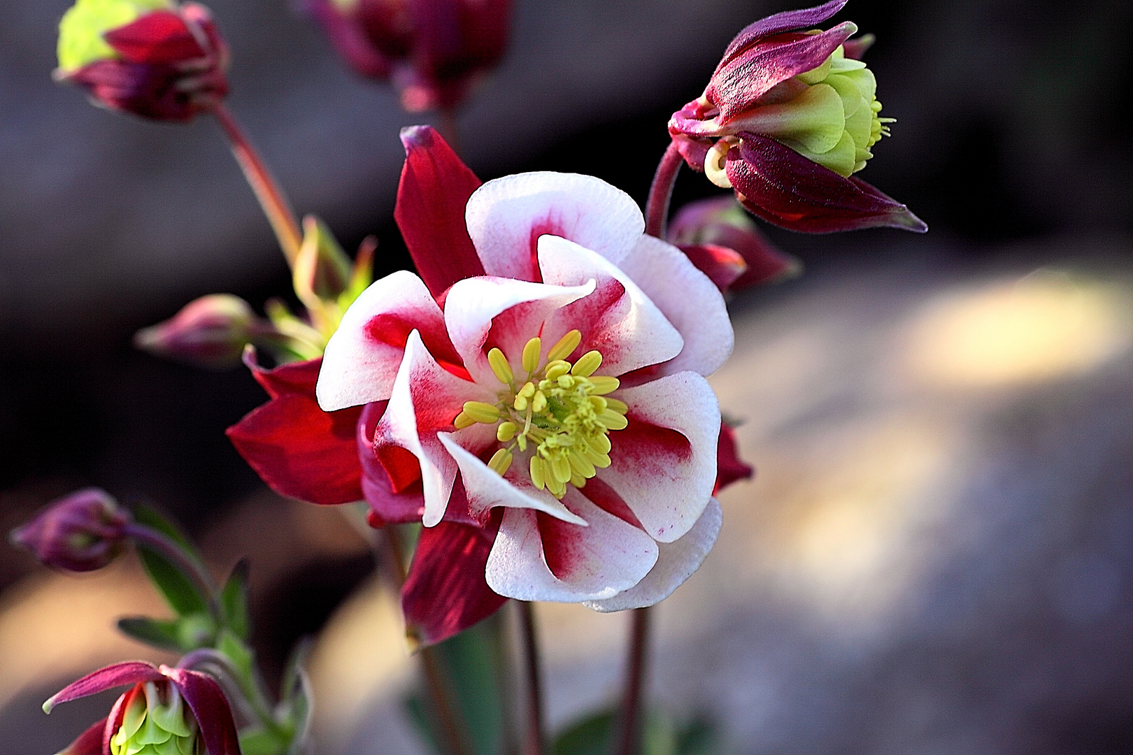 Akelei (Aquilegia)