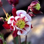 Akelei (Aquilegia)