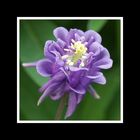 Akelei (Aquilegia)