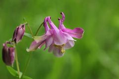 Akelei (Aquilegia)