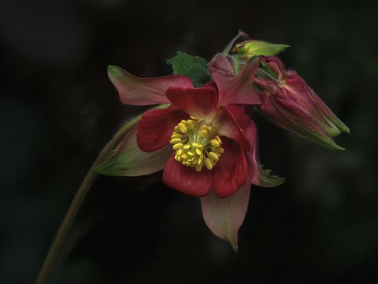  Akelei  (Aquilegia) - Mini Stack 10 Bilder , Freihand