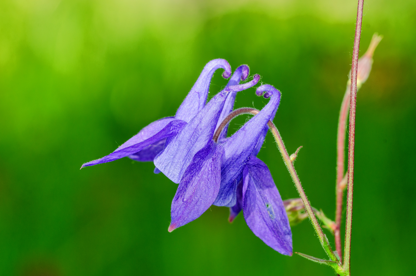 Akelei (Aquilegia vulgaris)