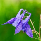 Akelei (Aquilegia vulgaris)