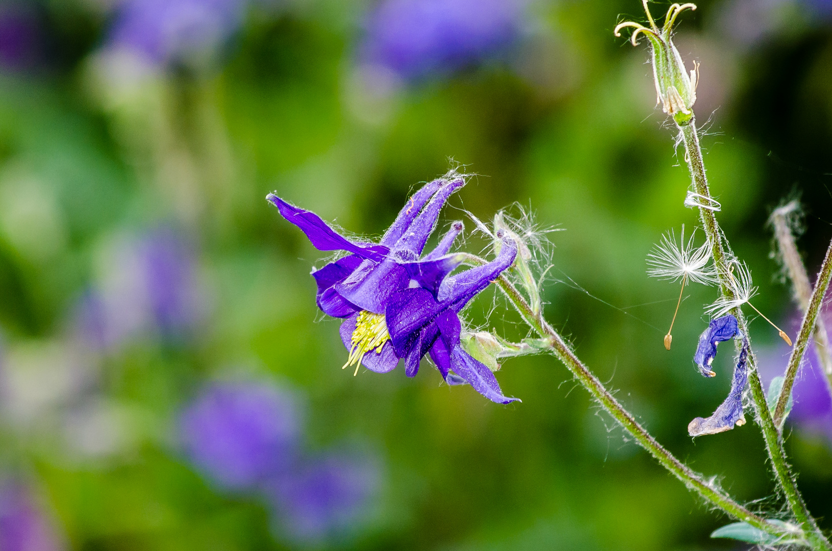 Akelei (Aquilegia vulgaris)