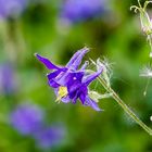 Akelei (Aquilegia vulgaris)