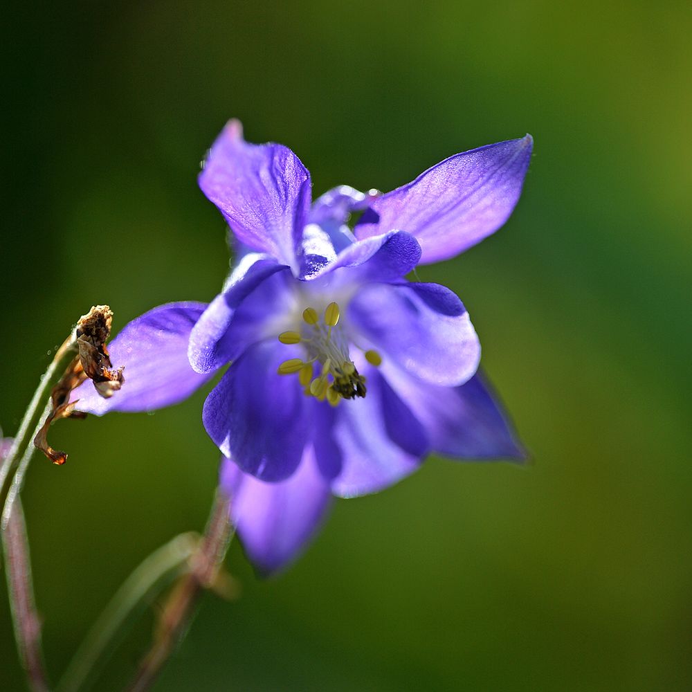 [ Akelei, Aquilegia vulgaris ]