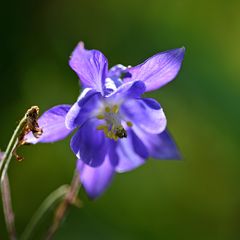 [ Akelei, Aquilegia vulgaris ]