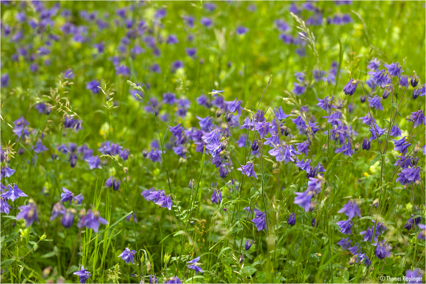 Akelei (Aquilegia vulgaris)