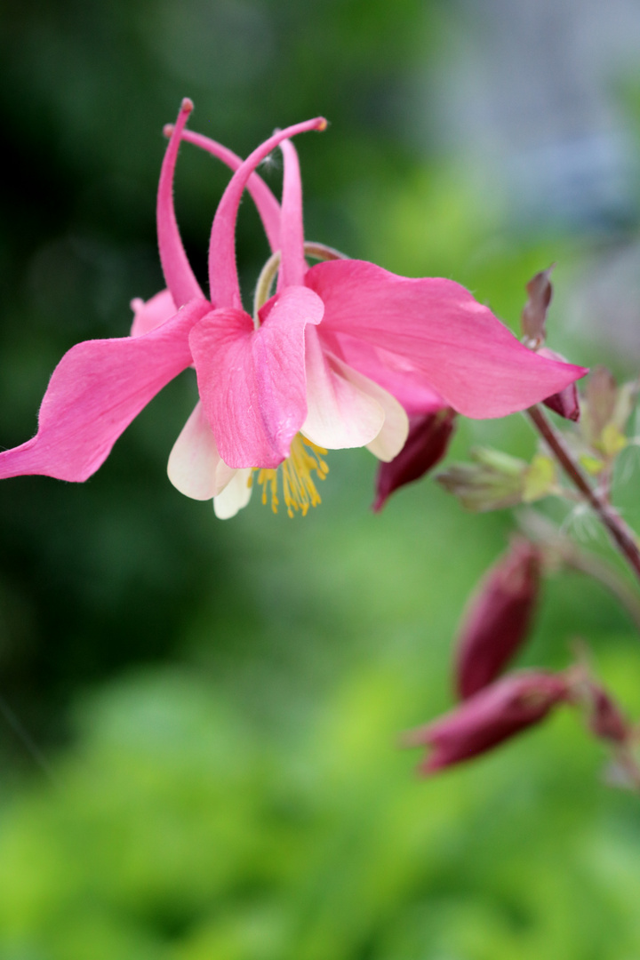 Akelei, (Aquilegia vulgaris)