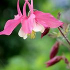 Akelei, (Aquilegia vulgaris)