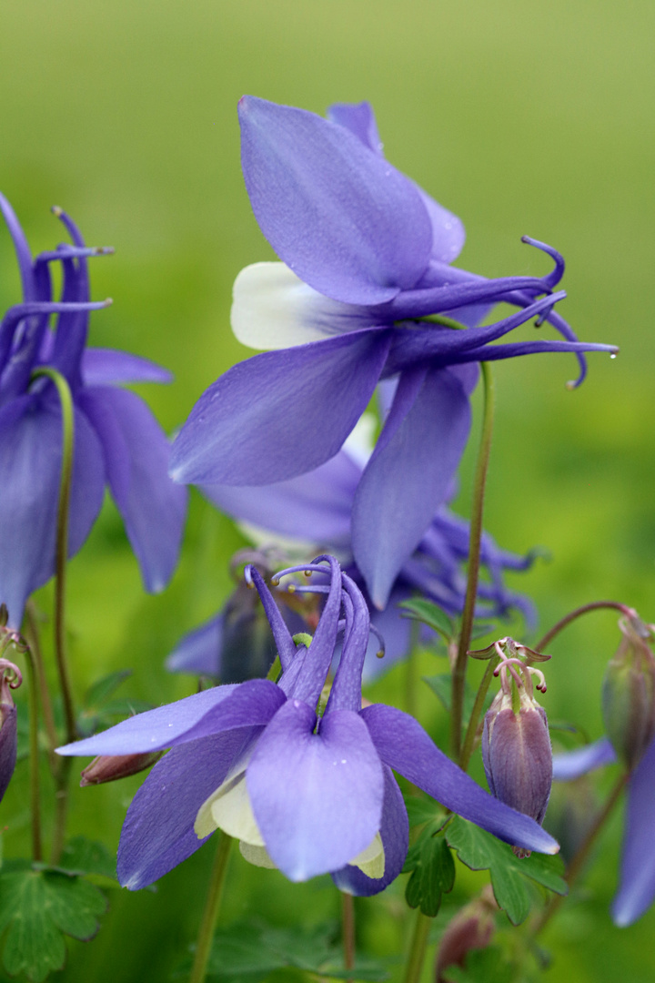 Akelei, (Aquilegia vulgaris)