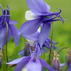 Akelei, (Aquilegia vulgaris)