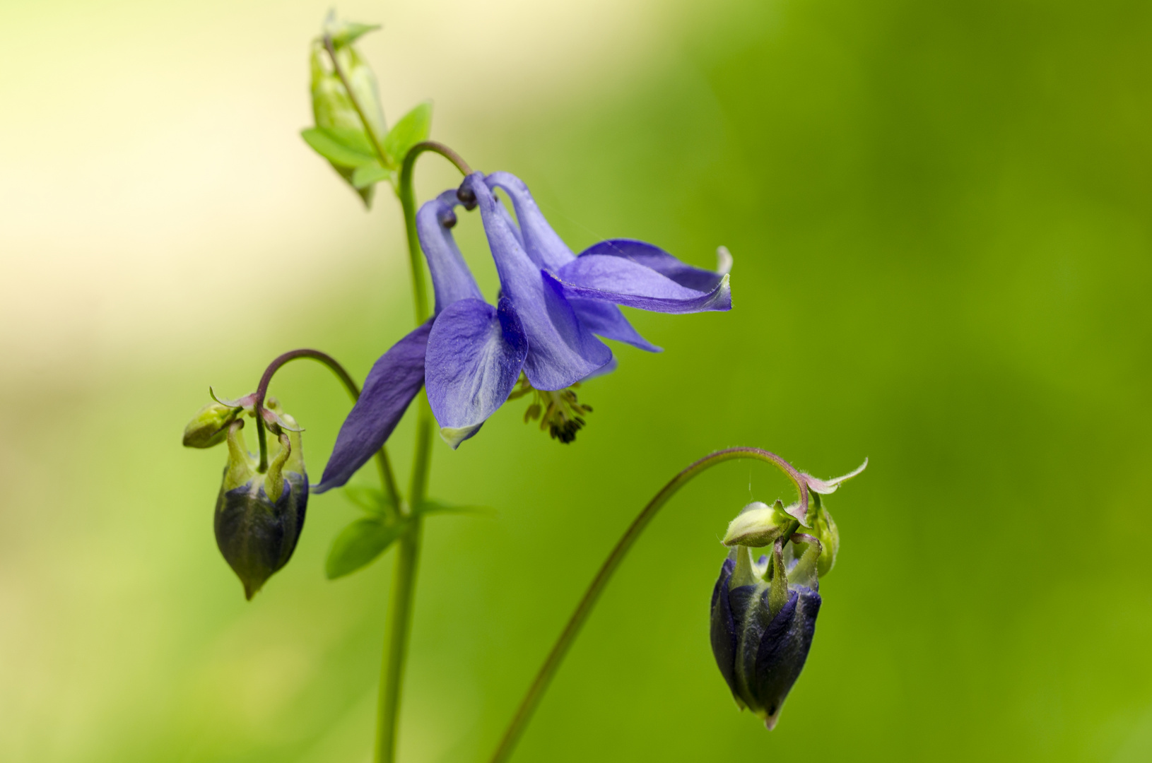 Akelei (Aquilegia vulgaris)