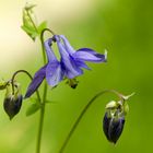 Akelei (Aquilegia vulgaris)