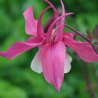 Akelei, (Aquilegia vulgaris)