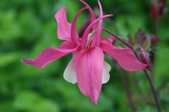 Akelei, (Aquilegia vulgaris)