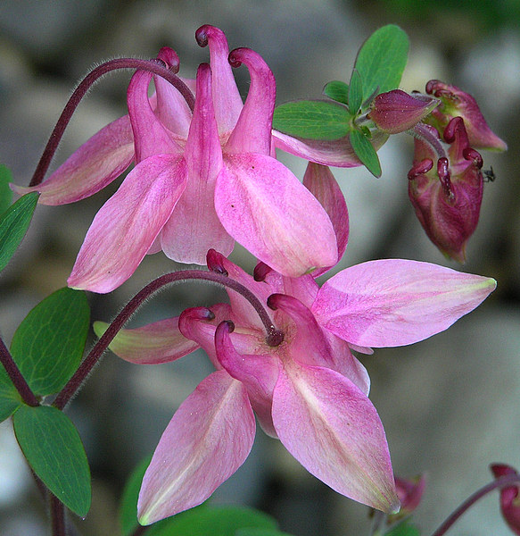 Akelei - Aquilegia vulgaris