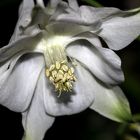 Akelei 'Aquilegia vulgaris Nivea'