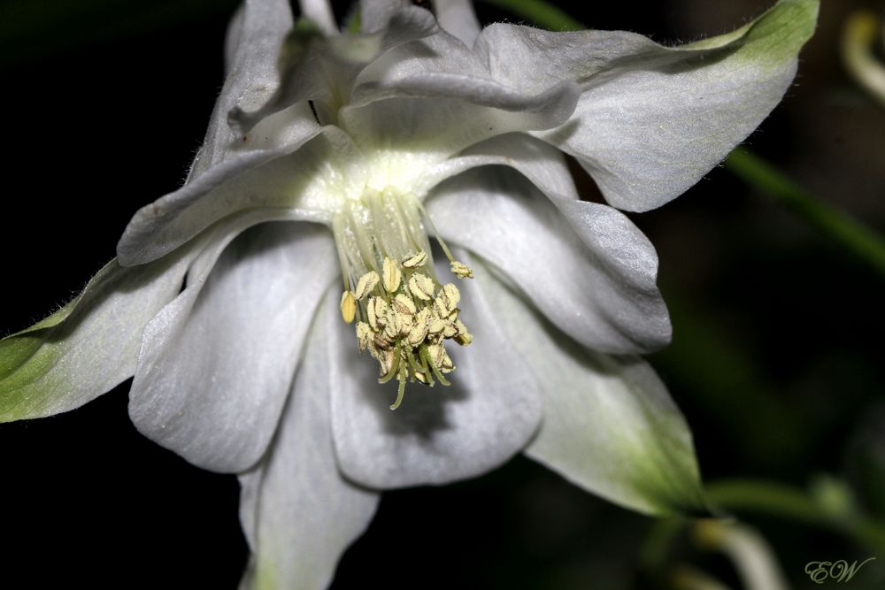 Akelei 'Aquilegia vulgaris Nivea'