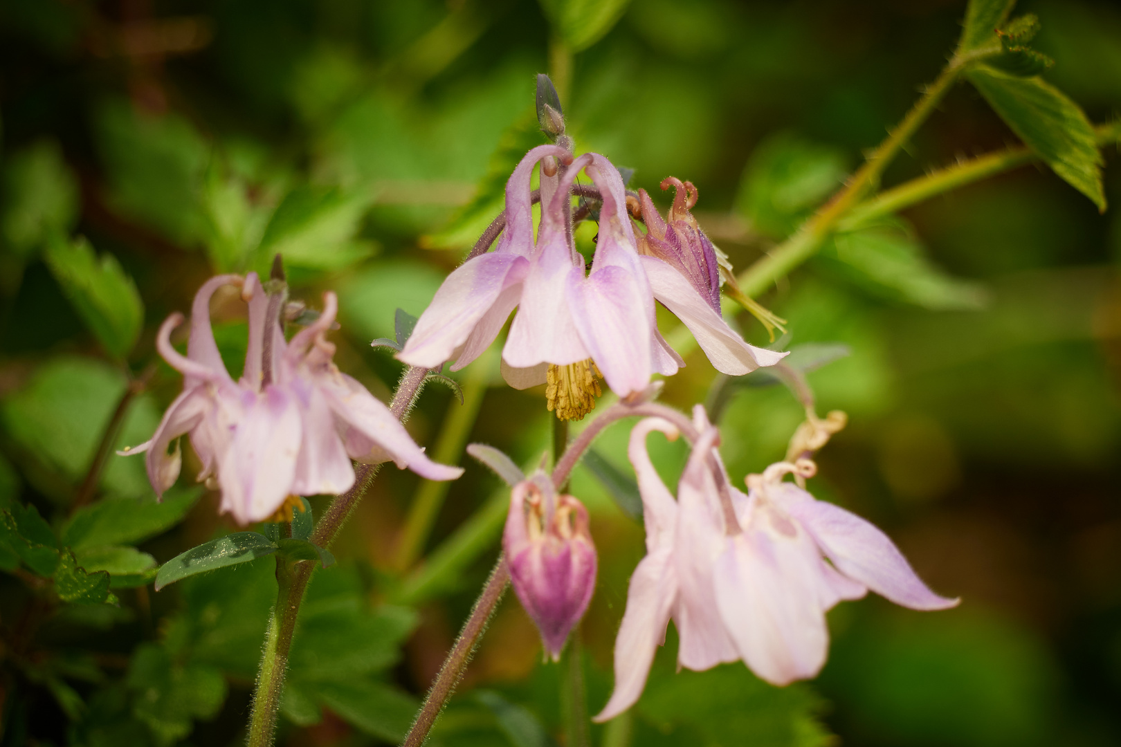 Akelei Foto & Bild | flower, frühling, natur Bilder auf fotocommunity