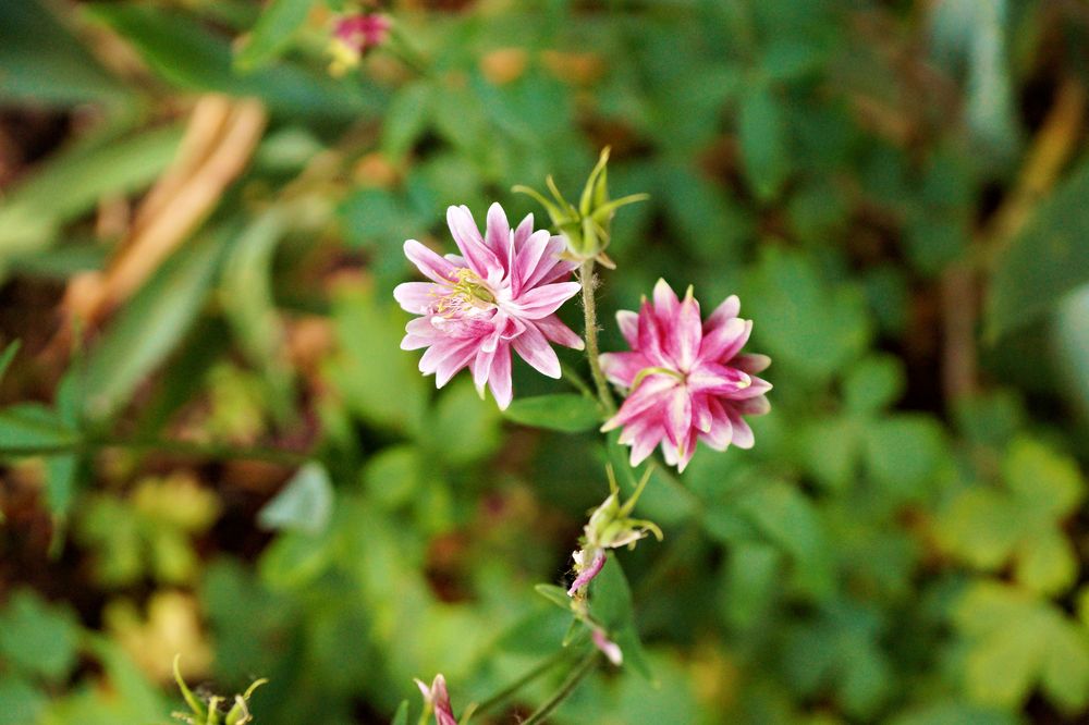 Akelei Barlow Pink - Aquilegia Foto & Bild | deutschland, europe ...
