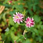 Akelei Barlow Pink - Aquilegia