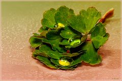 Akelei-Blätter