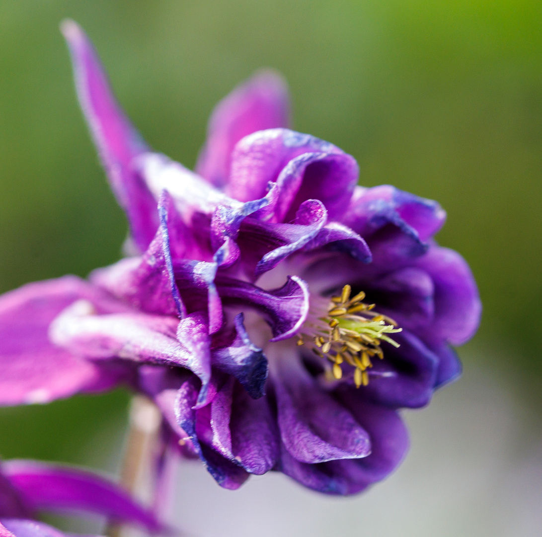 Akelei-Blüte (Aquilegia)