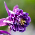 Akelei-Blüte (Aquilegia)