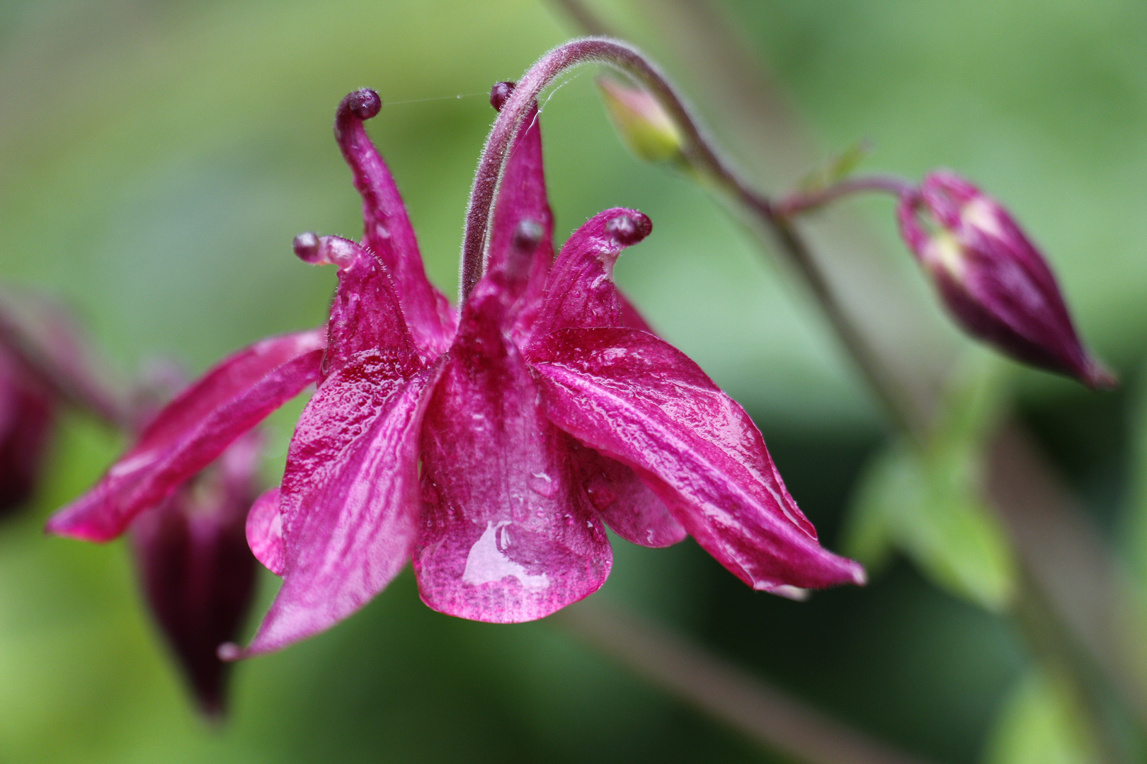 Akelei-Blüte nach dem Regen