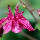 Akelei-Blüte nach dem Regen