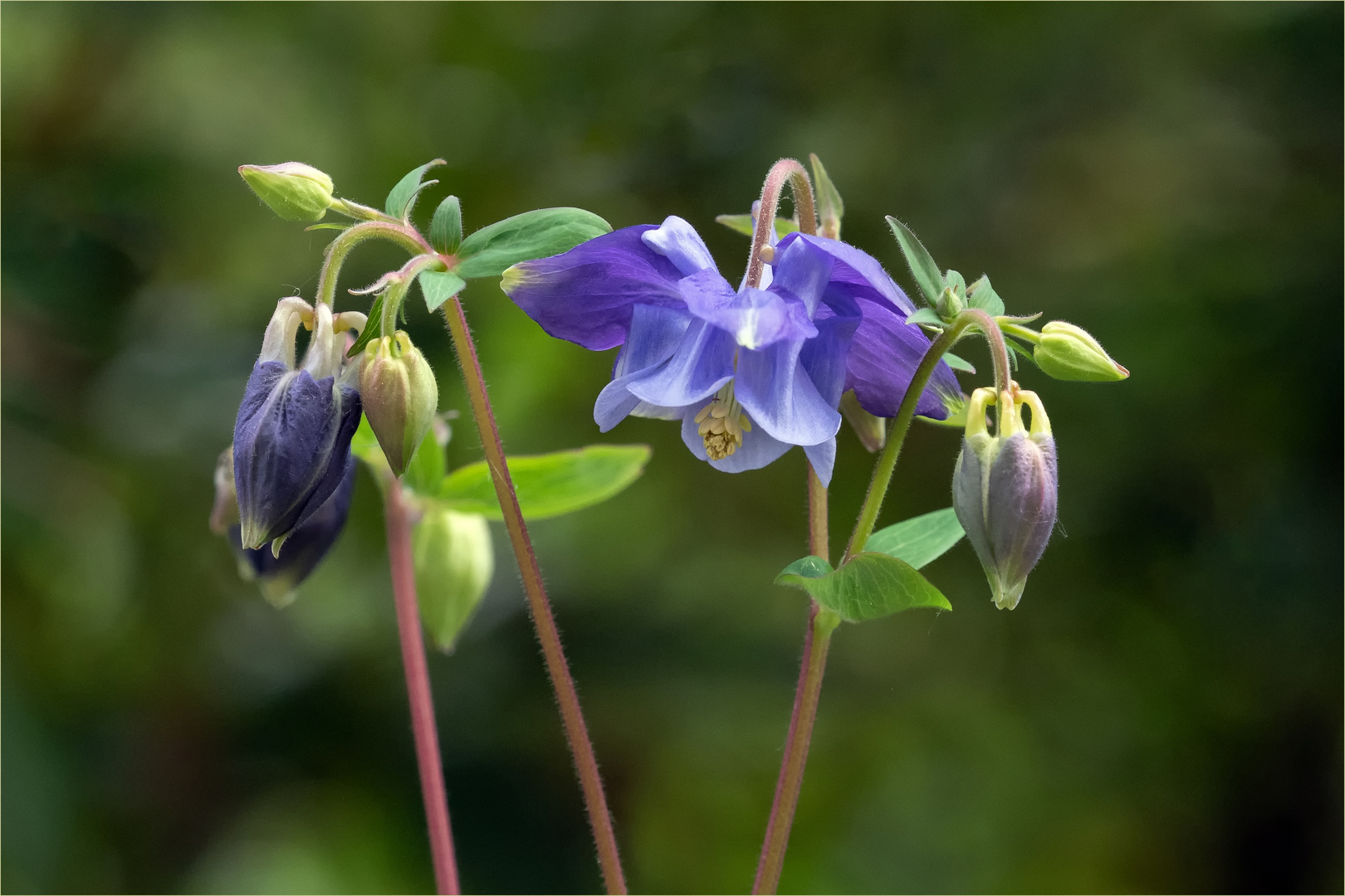 Akelei - Blüten  .....