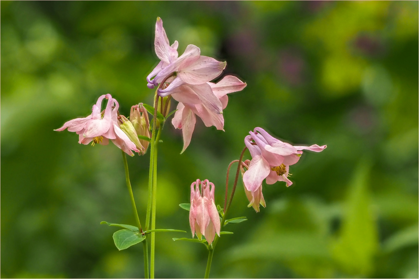 Akelei - Blüten mit "Heiligenschein"  .....