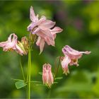 Akelei - Blüten mit "Heiligenschein"  .....