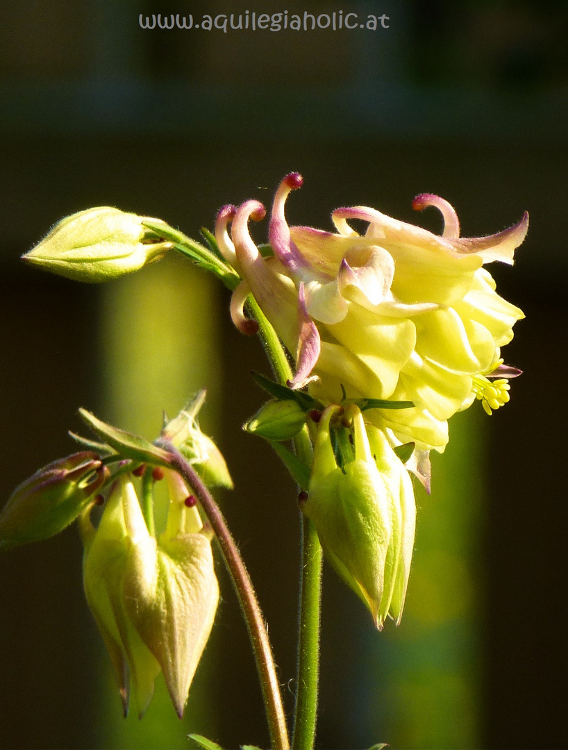 Akelei "Crownhill Melody", Aquilegia hybrida, rosa gelb