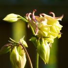 Akelei "Crownhill Melody", Aquilegia hybrida, rosa gelb